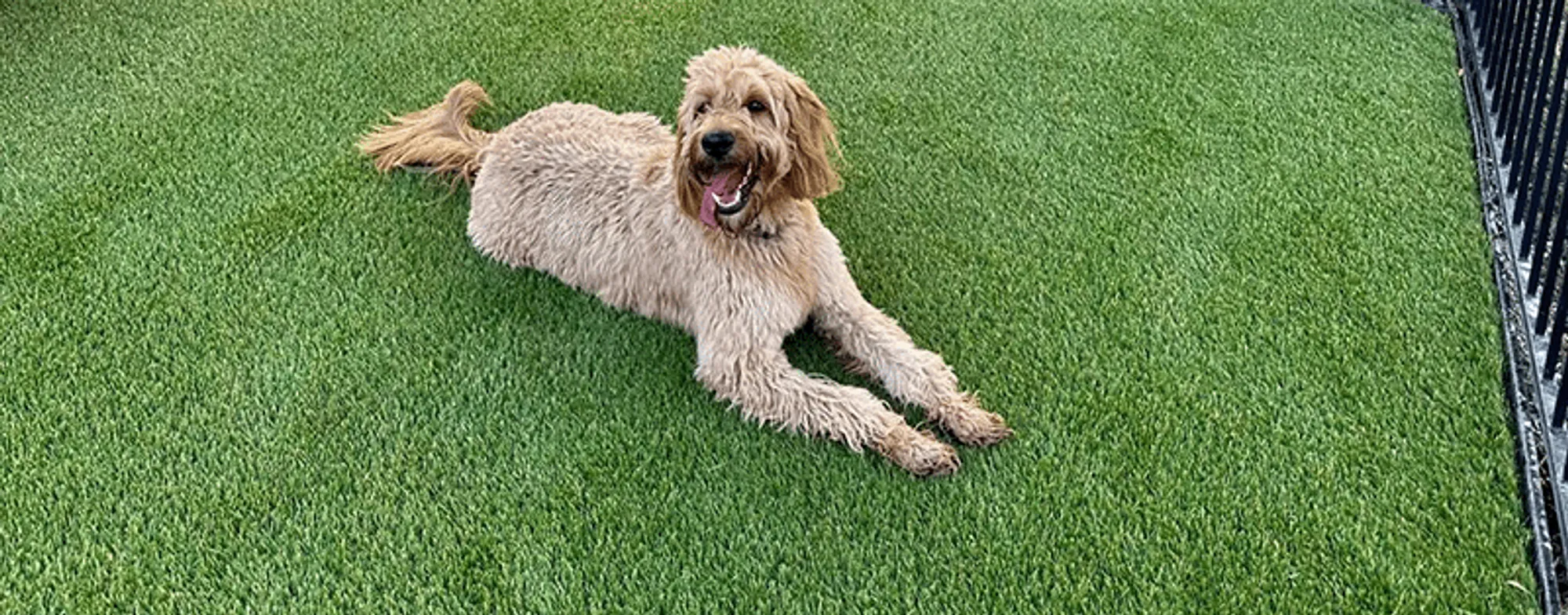 Artificial Turf Odor Control Treatment